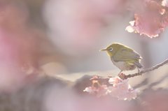 桜ジロ～❀