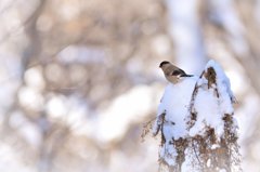 雪山のウソ姫