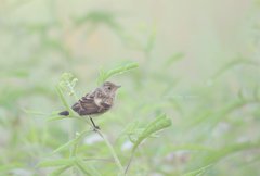 ノビタキの幼鳥