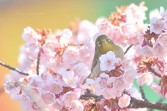 桜湯❀