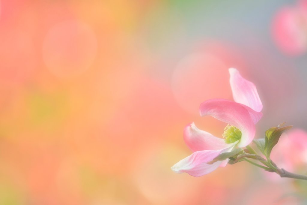 華やかな恋
