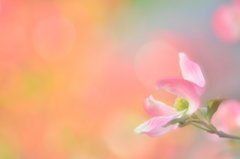 華やかな恋