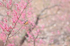 梅林王子くん✿