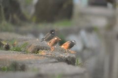 夕暮れさんぽ
