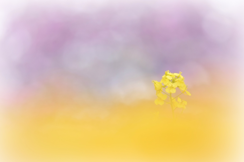 花春❀
