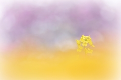 花春❀