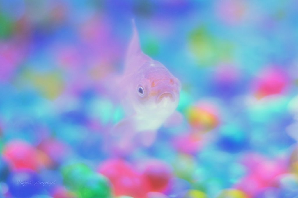 メルヘンきんぎょ