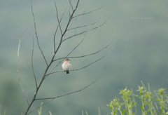 高原の幼鳥