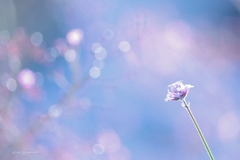天上の花
