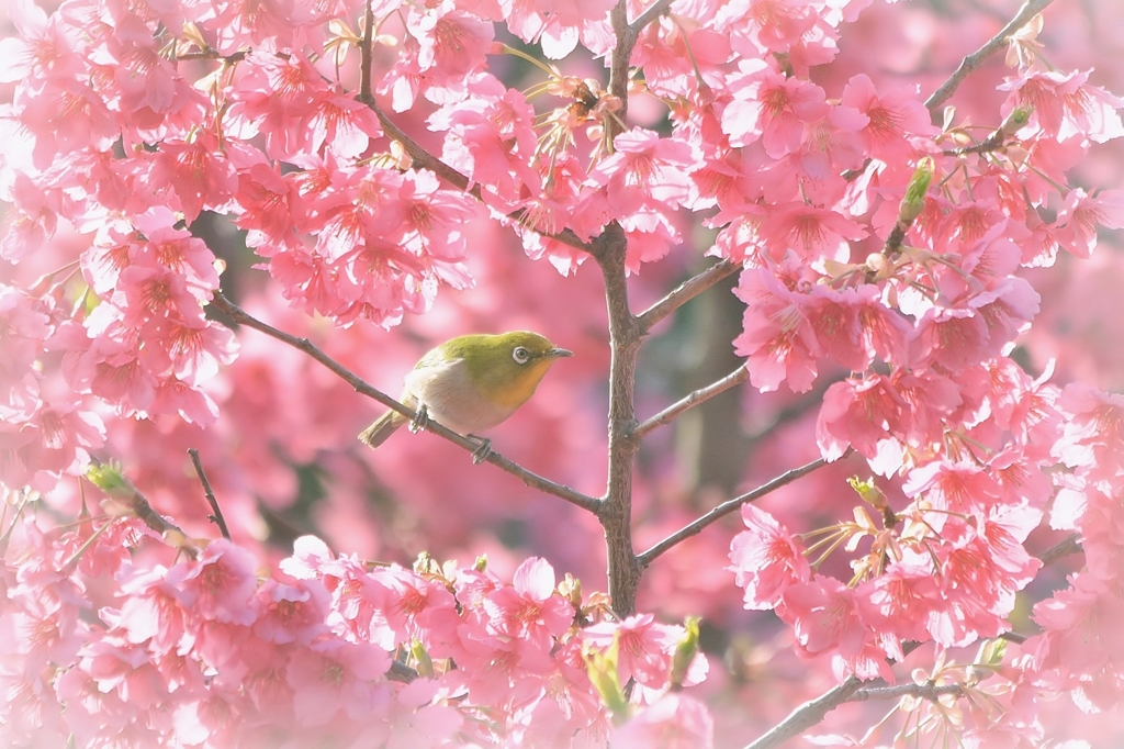 春艶やか❀