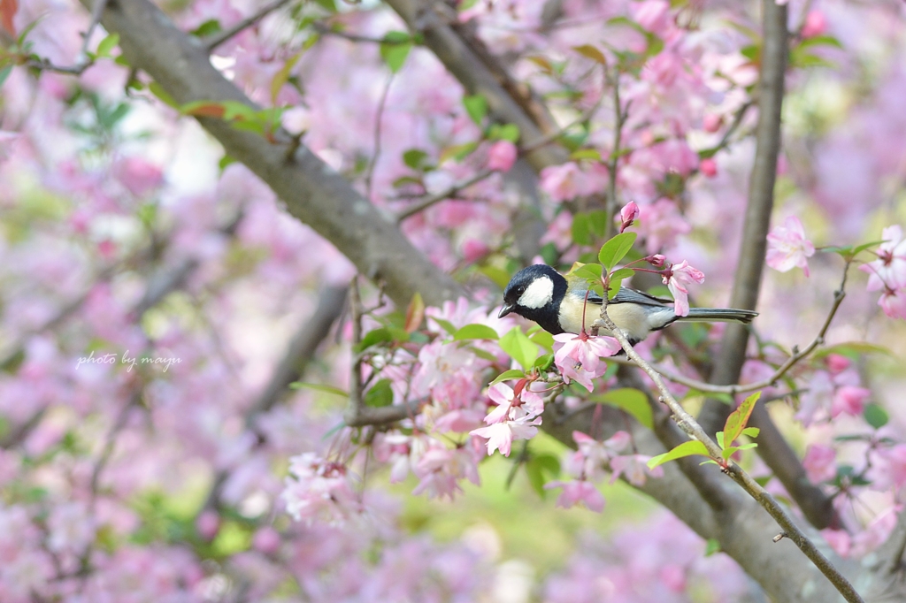 春の四十雀
