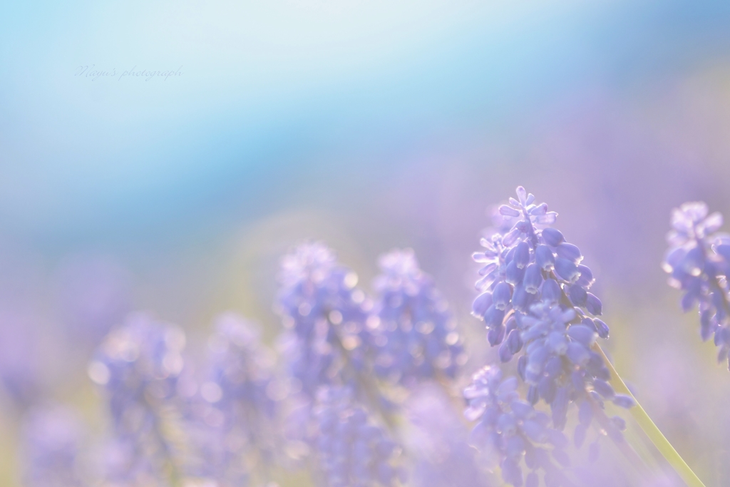 紫の君たち❀