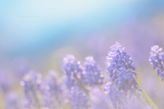 紫の君たち❀