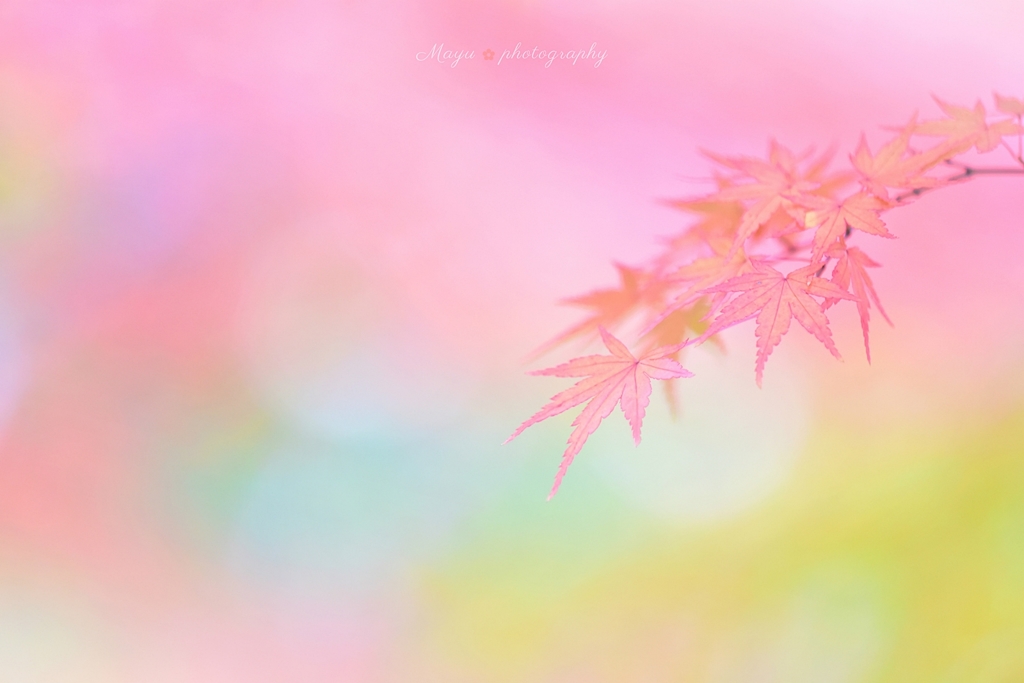 淡もみじ