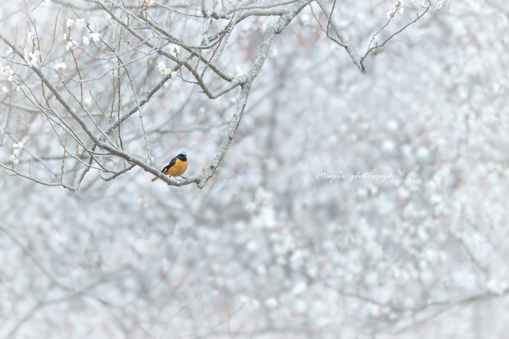 雪梅プリンス