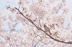 桜＆雀