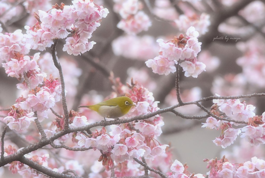 寒桜とメジロ
