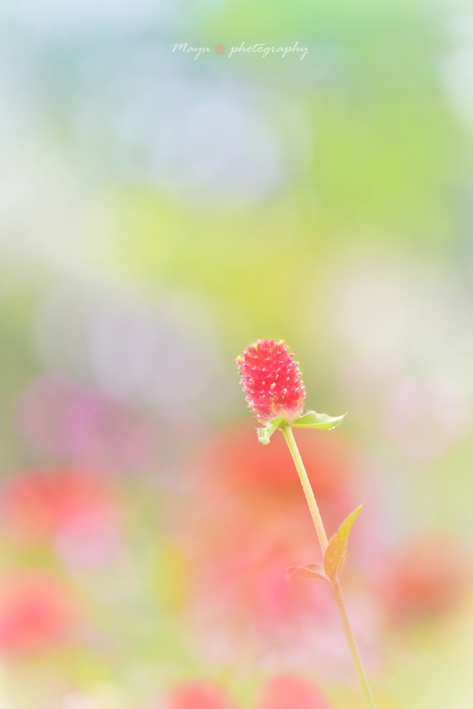 小紅の祈り　