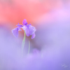 菖蒲の香