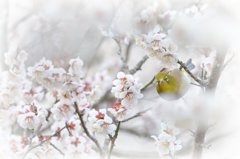 白梅ジロー❀