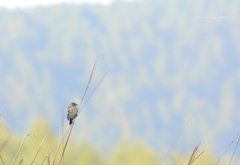 湿原の小鳥さん