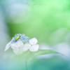 やすらぎの梅雨