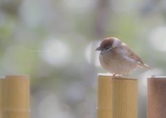 朝のくつろぎタイム