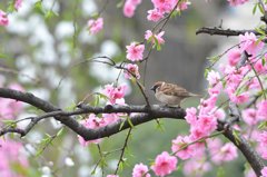 桃すずめ