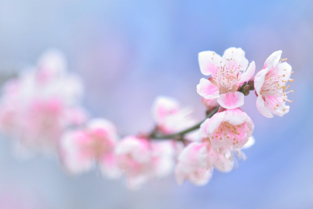 清しこの春❀