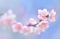 清しこの春❀