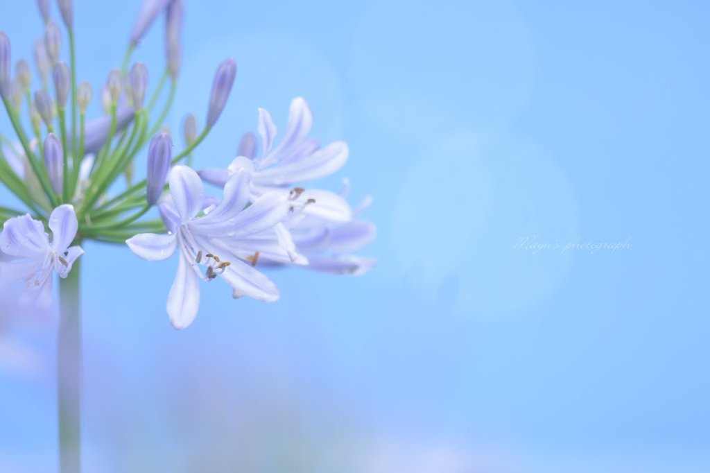 愛の花