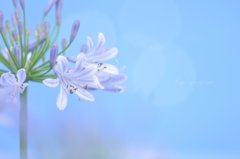 愛の花