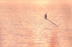 Lonely Heart