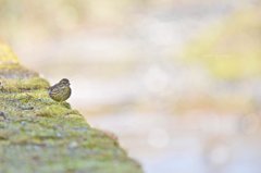 川辺のふれあい