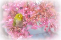 私のモデル❀