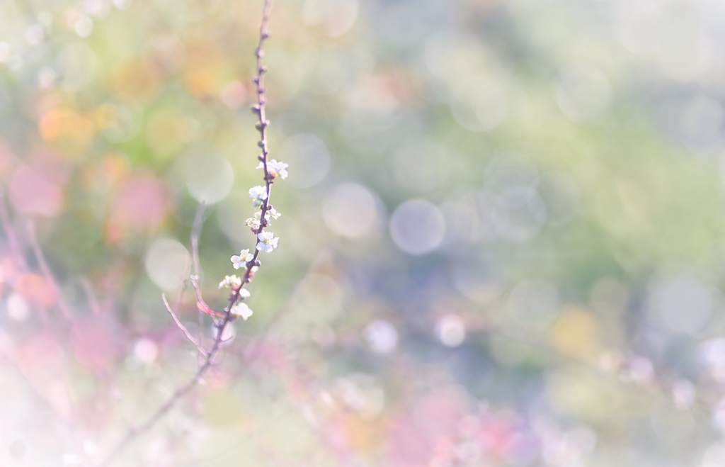 花雪