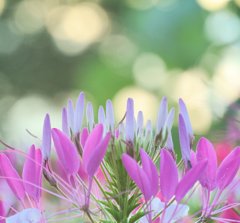 flower～crown 