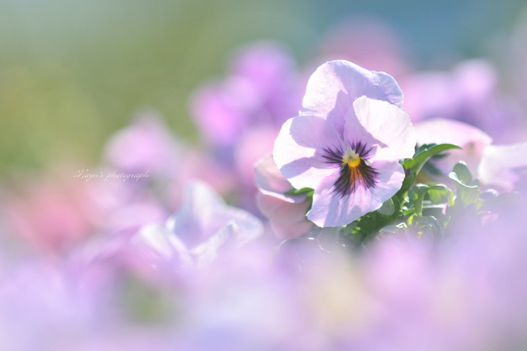 にっこり❀