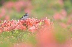 レンゲツツジと小鳥