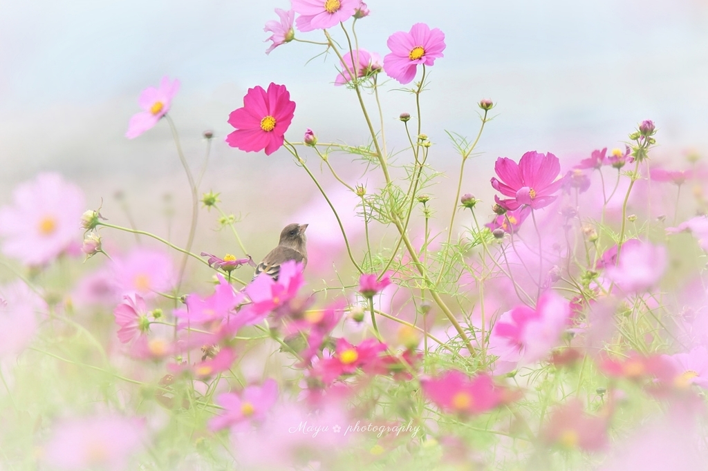 コスカワラ♡