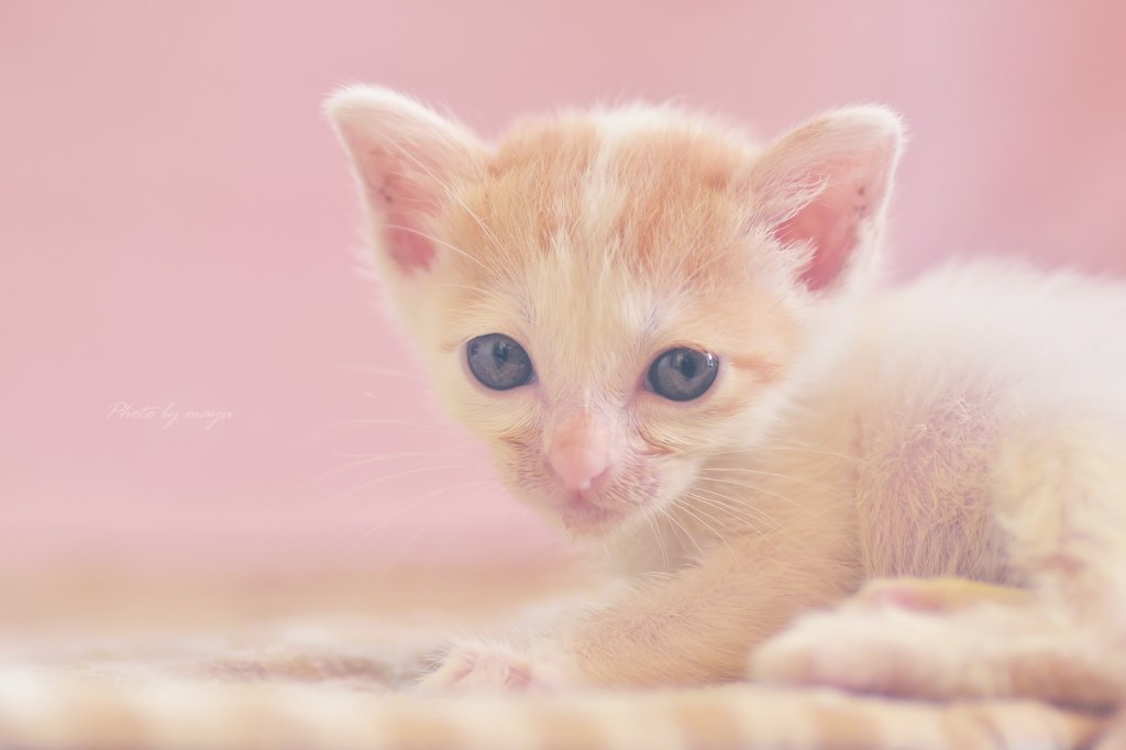 kitty♡