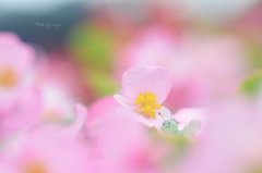 うっとり～