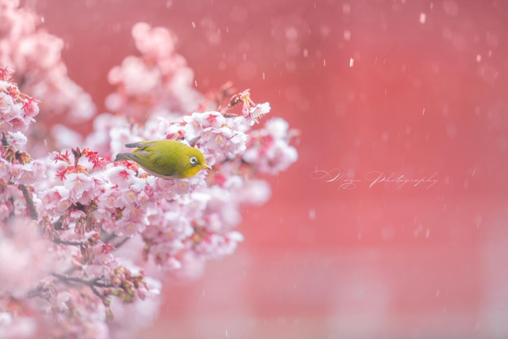 雪桜めじろ