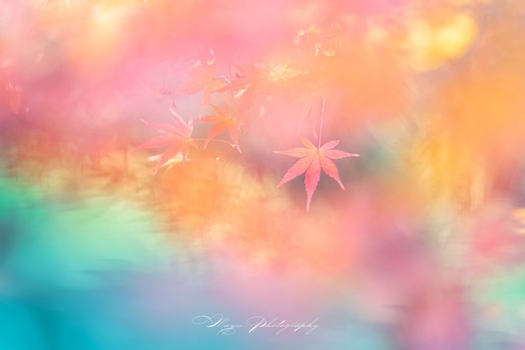 水彩紅葉