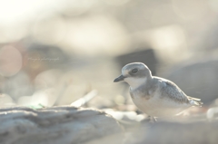 pretty bird ♡