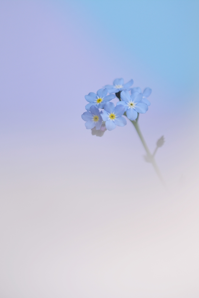 忘れないで・・