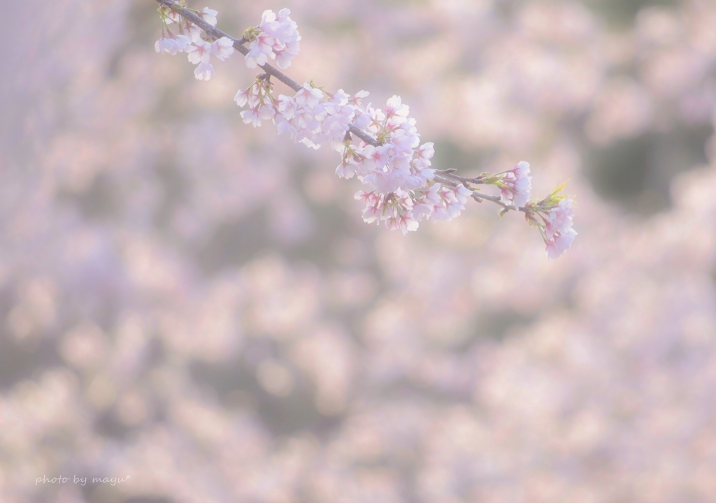 桜色