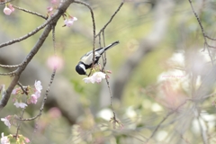 春の幸せ