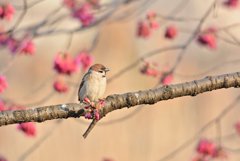 寒緋桜とスズさん