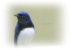 瑠璃色の鳥